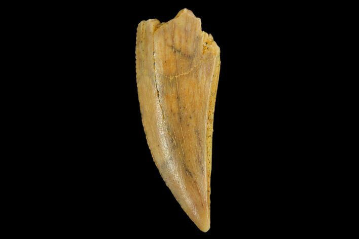 Raptor Tooth - Real Dinosaur Tooth #124861